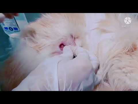 فيديو: كيفية علاج الهامستر مع الإمساك