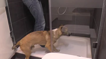 Wie wäscht man einen wasserscheuen Hund?