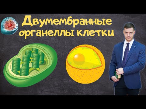 Двумембранные органеллы клетки