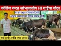 18 वर्षांच्या राजचा 5 Hf गाईंचा गोठा | Hf cow dairy farming in maharashtra