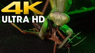 Giant Praying Mantis Hunting | 4K UHD 60fps