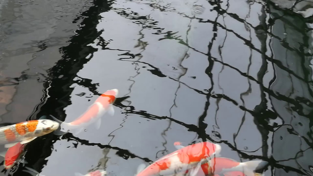 Fish Whisperer 2 YouTube