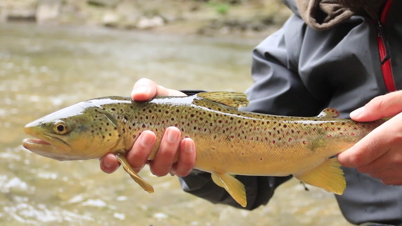 Fly fishing small stream TROUT YouTube