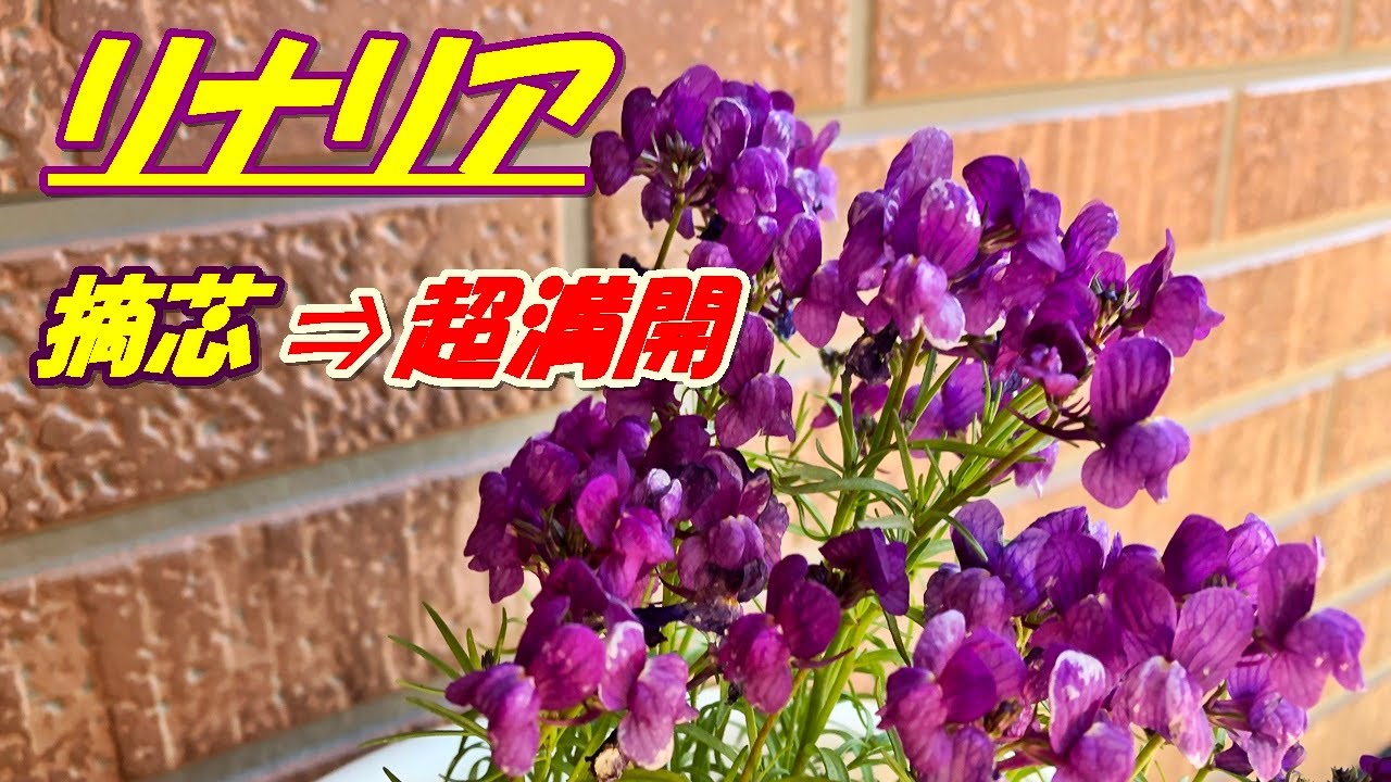 花 リナリアの育て方 摘芯 Youtube