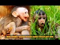 Collection ofs about the lives of wild baby monkeys the baby monkey screamed for milk