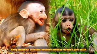 Collection of videos about the lives of wild baby monkeys. The baby monkey screamed for milk