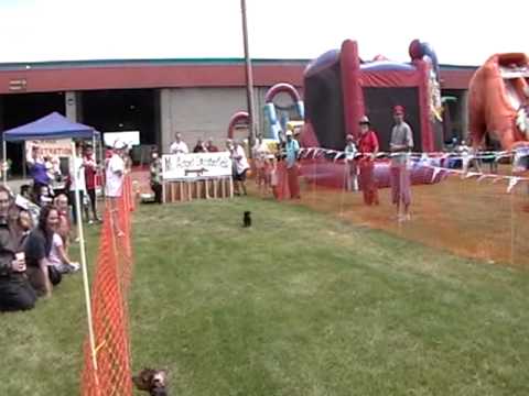 Weiner Dog Races at Marion County Fair