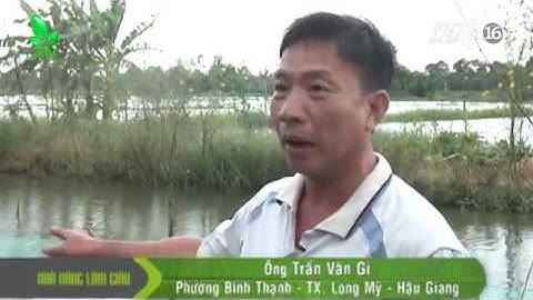 Kinh nghiệm nuôi cá thát lát cườm trong ao mùa mưa