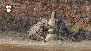 Macan Tutul Menantang Buaya di Sungai.!! Lihat yang terjadi selanjutnya