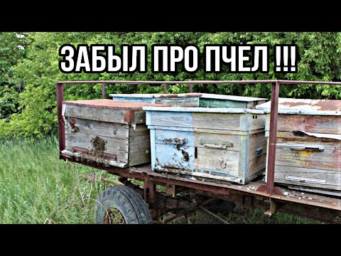 НЕСМОТРЕЛ К ПЧЕЛАМ БОЛЬШЕ МЕСЯЦА!!!