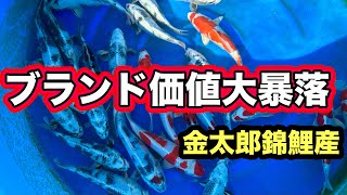 【遼河鯉庵】 おい、金太郎錦鯉聞け最高の立て下鯉を大赤字で大放出