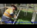 Chicken Walk Coop Chook Pen Design Backyard Run Tractor Poultry Bantam Chicken Walk Coop Chook Pen Design Backyard Run Tractor Poultry Bantam