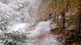 La Selva de Irati cubierta por la nieve
