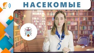 Наши Знакомые: Насекомые | Логопедическое Занятие