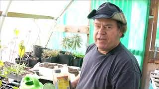 Famous Watering & Fertilizing for Growing Mexican Honeysuckle Net Worth