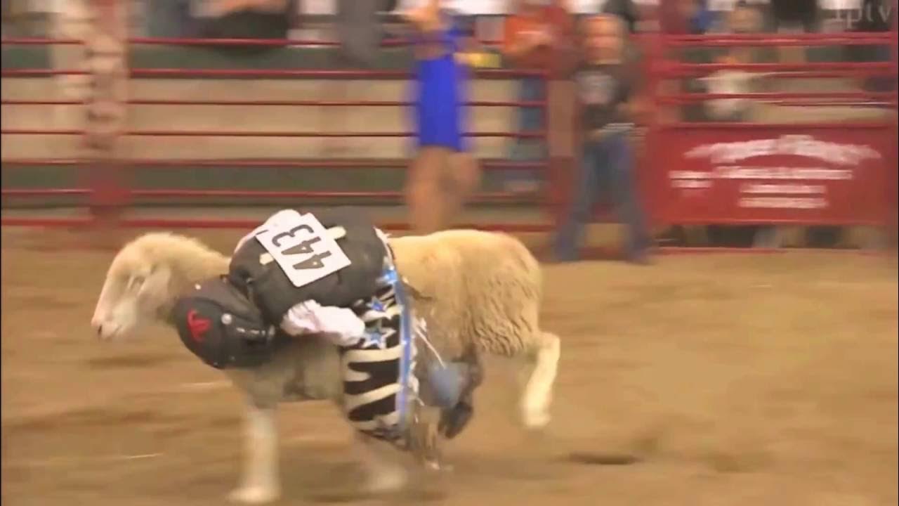 Mutton Busting Fearless Kids Riding Sheep! Rodeo ! YouTube