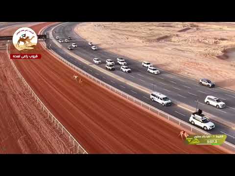 الشوط 1 اثارة لـ هجن العاصفة 12 55 65المضمر غياث الهلالي مهرجان خادم الحرمين الشريفين 2026 