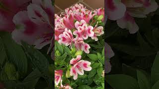 Commonly Called The Lily Of The Incas