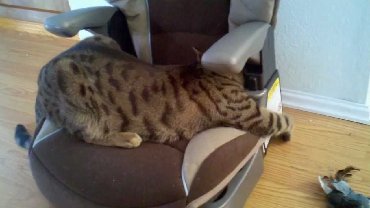 funny cats sleeping in weird positions compilation 2014 funnyplox Playful Kitty in a Car Seat