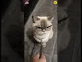 #funny #pets #funnyanimals #cutecats #funnydogs