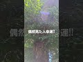 【偶然表示された人は選ばれた人‼️】天神様のご神木の光のエネルギーでどんどん開運します‼️早い人はすぐです‼️#short #shorts #地球船龍神丸