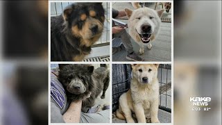 Where are they now Nearly 50 animals rescued from mobile home in Nickerson