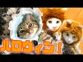 猫たちがハロウィン仮装で大変身！あまりの可愛すぎて悶絶…