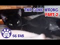TNR Gone Wrong PART 2 Houdini Cat And Magic Chicken S6 E45 Lucky Ferals Cat Videos Feral Kitten
