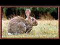 Des animaux le lapin de garenne