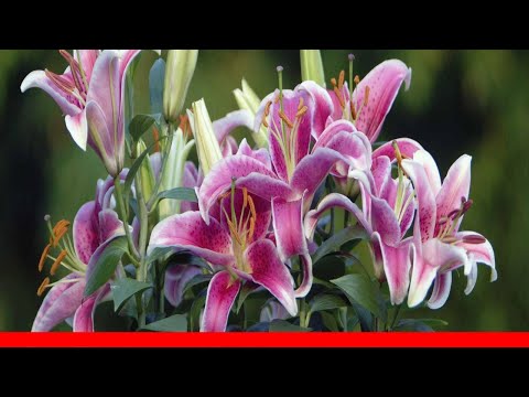 Video: Turk's Cap Lily Care - Consejos para cultivar lirios Turk's Cap