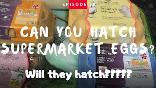 Hatching Supermarket Eggs Part 1