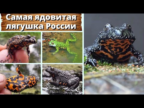 Самая ядовитая лягушка России. Bombina orientalis