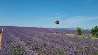 Le rêve en Provence - Les champs de Lavande au plateau de Valensole