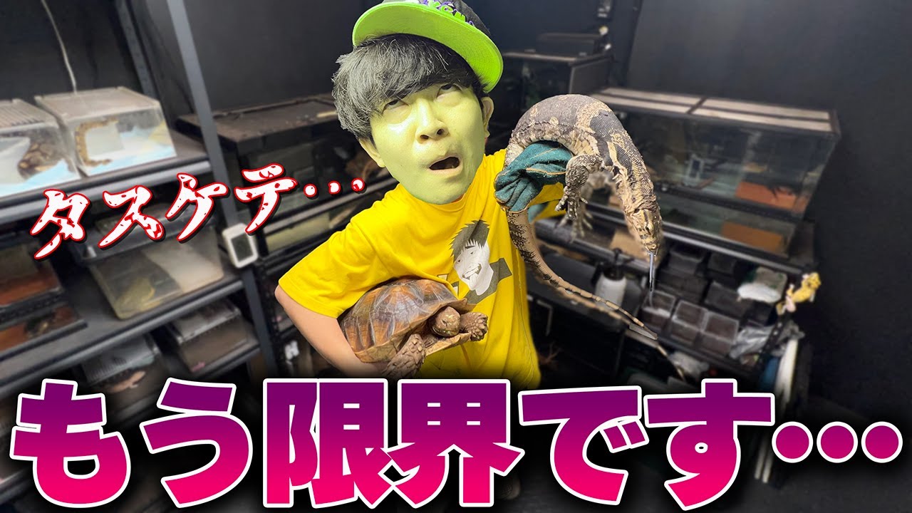 疲れすぎて飼育崩壊の危機！？忙しい爬虫類YouTuberのルーティンがヤバすぎる…