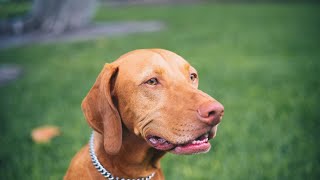 The Vizsla breed al