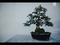 Bonsai vietnam