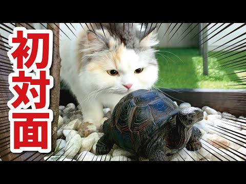 生まれて初めて亀を見た時の猫の反応がこちら【関西弁でしゃべる猫】