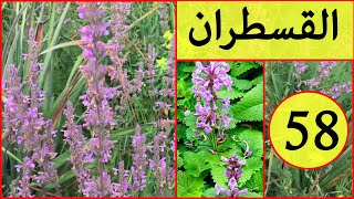 القسطران العشبة 58 من السلسلة التعريفية بالأعشاب الموجودة في المغرب