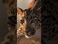 Can speed outmaneuver power—or will power crush it in the end? 🌪️ #Rhino #Leopard
