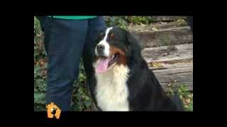 'Cani, gatti & c.'  Servizio sul Bovaro del Bernese nella puntata del 2 Maggio 2012