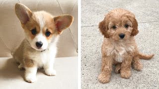 😍 Cute & Funny Puppies Videos That Are IMPOSSIBLE Not To Aww At 🐶 | Cute Puppies