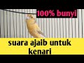 Kenari Betina Cantik Memancing Jantan Pancingan Kenari Paling Ampuh Mp3 - Mp4 Download