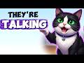 Why Your Cat Actually Talks Back (It’s Not Just Meowing)