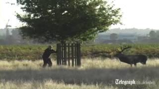 Man stalked by stag in London park