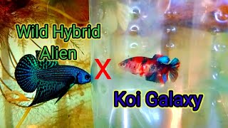 Download Lagu Wild Hybrid Alien X Koi Galaxy MP3
