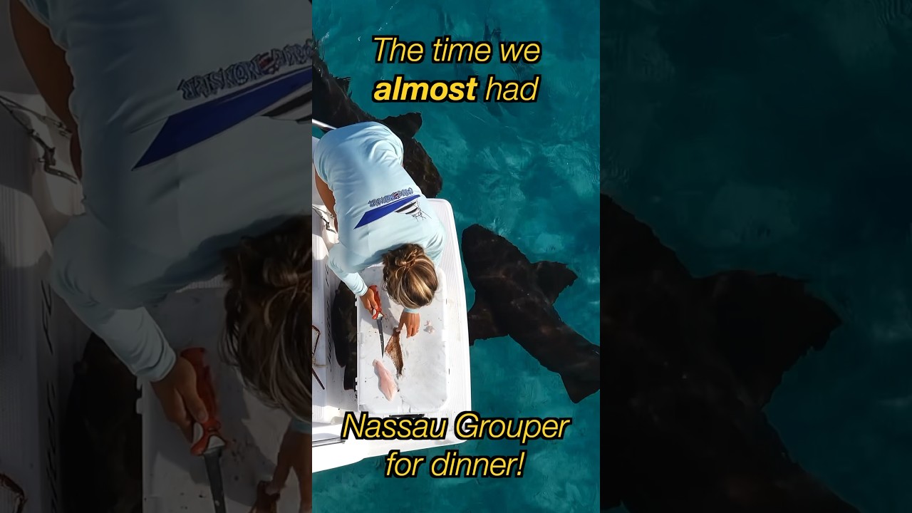 The Time we ALMOST had Nassau Grouper for Dinner. #fishing #livingonaboat #fishingfails