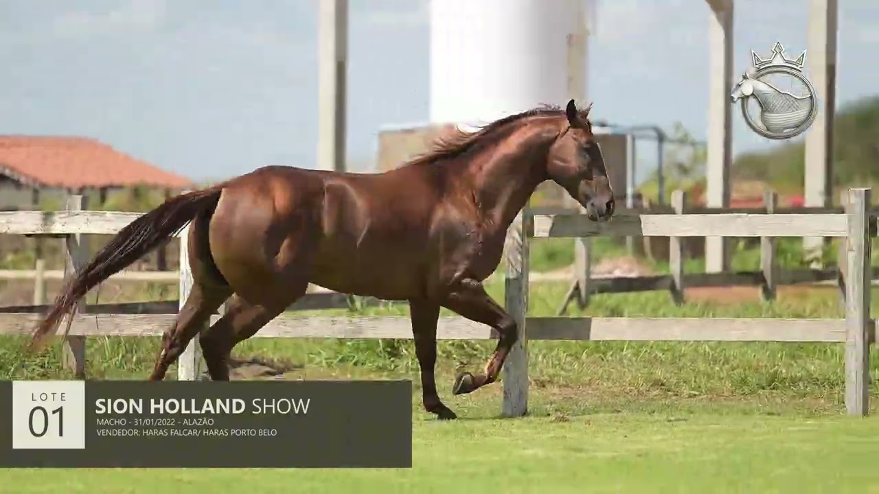 LOTE 01 - SION HOLLAND SHOW