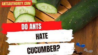 Do Ants Hate Cucumber?