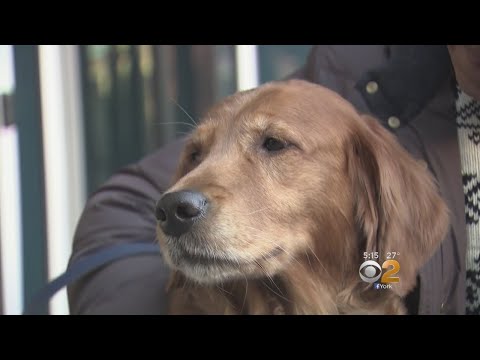 Video: Tok deg! Covetous Canines Hentende Pranked av Fyllt Hunddukke [Video]