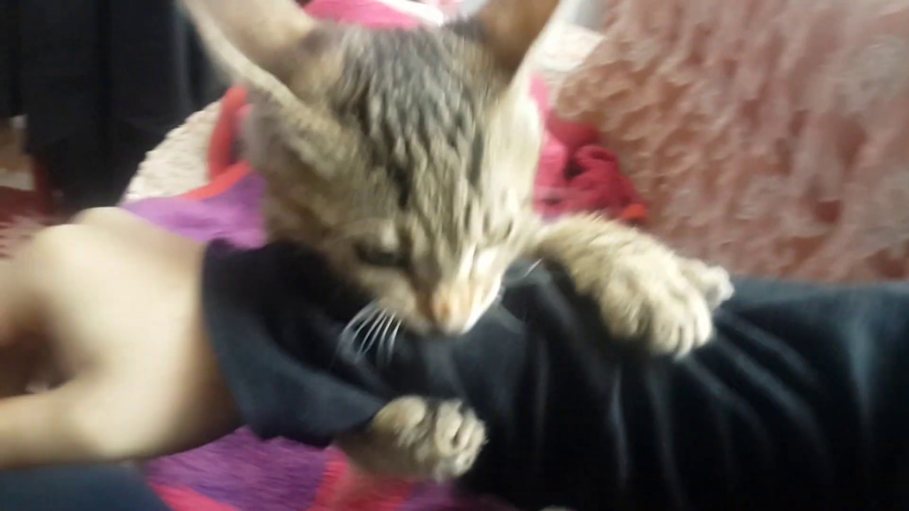 Çılgın Kedim AZMAN Rahat Duramayınca ) VAHŞİ KEDİ SALDIRIYOR YouTube